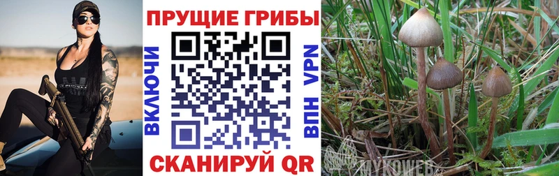 Псилоцибиновые грибы Cubensis  KRAKEN tor  Бобров 
